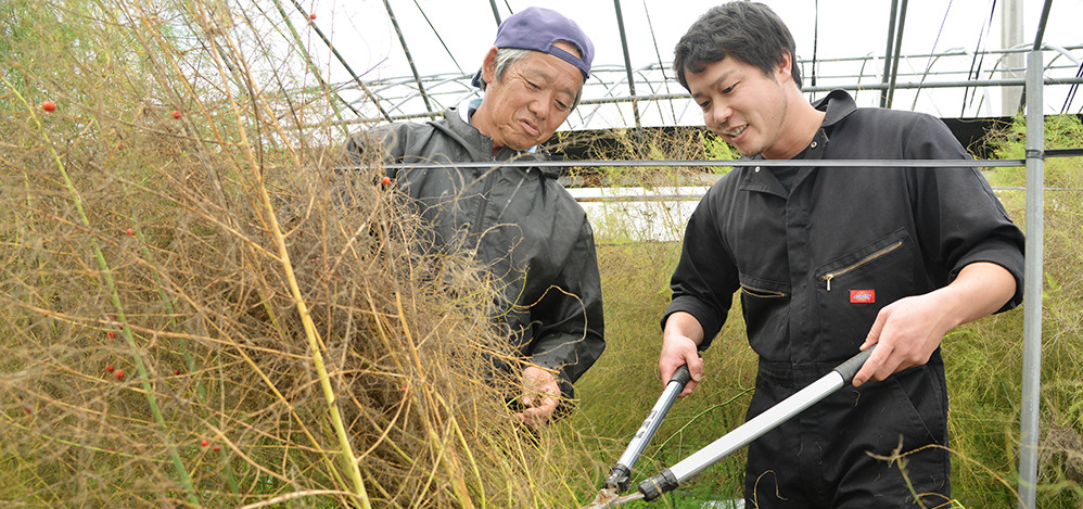 入江司さん(左)からアスパラの茎を切る指導を受ける入江翔一さん